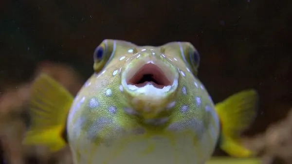 鱼多长时间能煮熟插图1