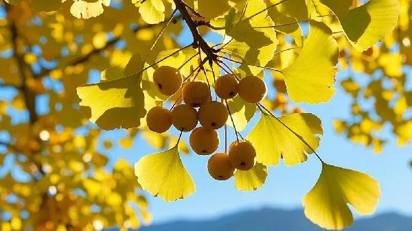 银杏木是硬木还是软木插图1