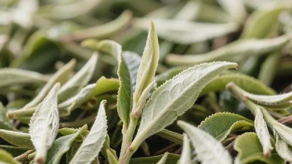 降糖降压茶哪种好插图2