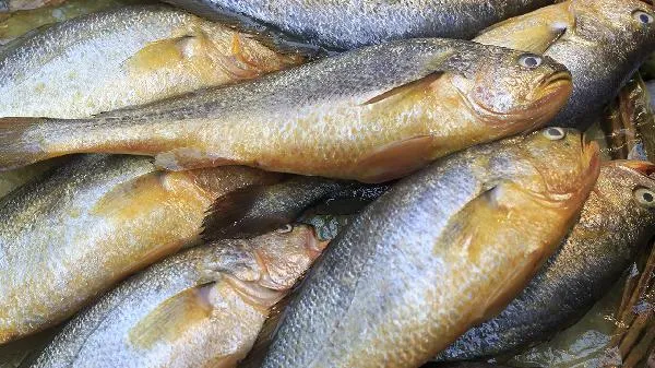 黄花鱼胶和鳕鱼胶哪个好插图2