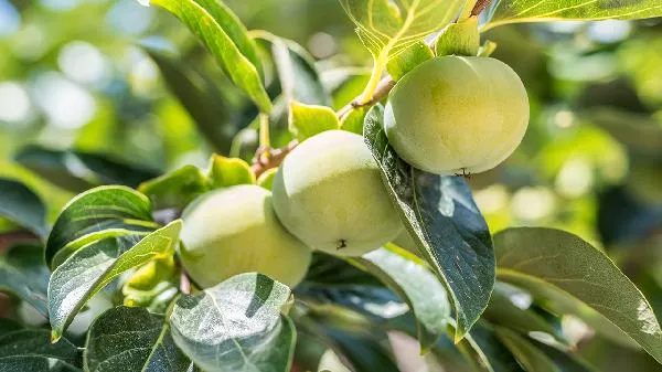 柿子与醋能一起吃吗插图