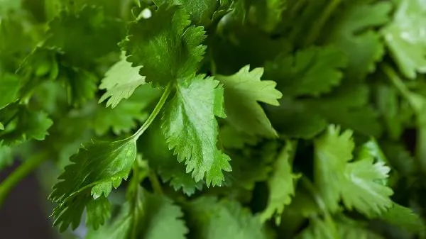 结节可以吃香菜吗插图1