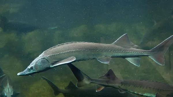 鱼翅的保健功效和营养价值插图