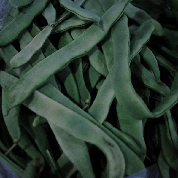 豆角卖不完怎么保存新鲜的呢插图