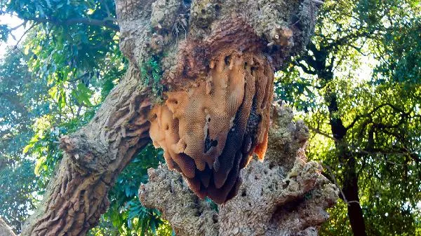 蜜蜂爬蜂病的防治方法插图