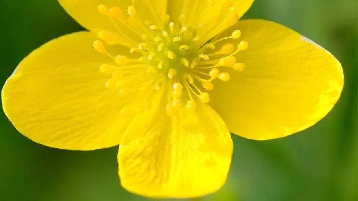 金莲花的功效与作用插图1