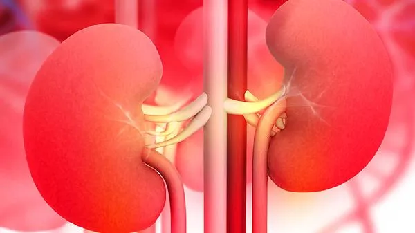 肾的作用是什么生物插图1