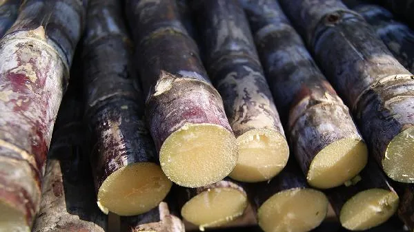 黑甘蔗上火还是去火的插图1