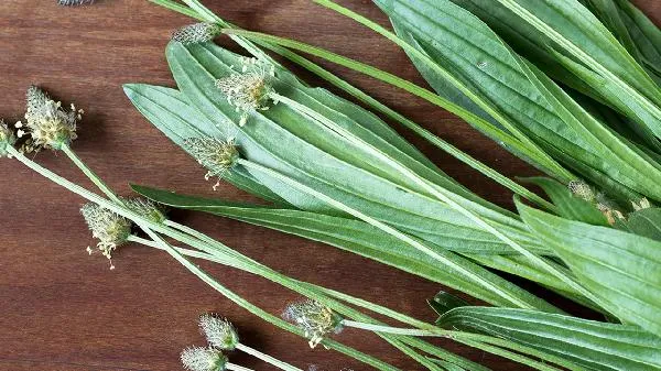 乌参是植物还是动物插图1