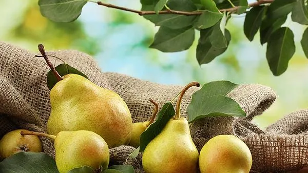 铁力木和缅甸花梨哪个好插图2