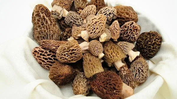 羊肚炖多长时间能熟插图2