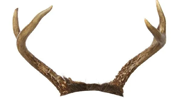 鹿角帽粉吃了两个月结节没了插图