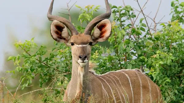 鹿角帽粉吃了两个月结节没了插图1