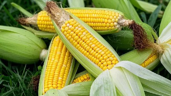 玉米瘪了还能吃吗插图2