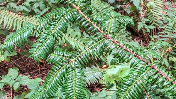 皮皮虾属于什么类动物插图1