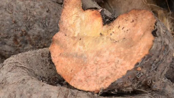 魔芋爽有什么好处插图