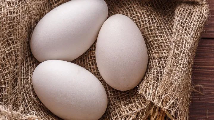 丙球蛋白的作用功效插图