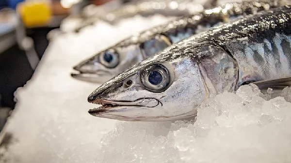 香梭鱼是野生的吗插图2