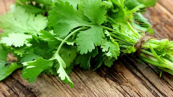 结节可以吃香菜吗插图2