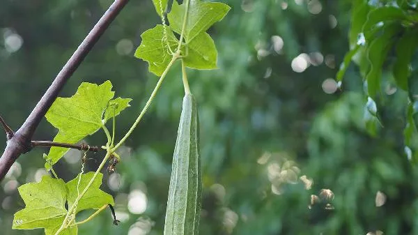 新疆的瓜果为什么特别甜插图1