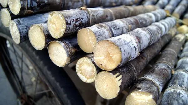 甘蔗皮属于厨余垃圾嘛 甘蔗皮属于什么垃圾插图