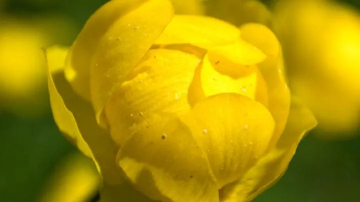 金莲花的功效与作用插图