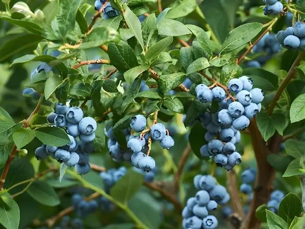 蓝莓储存方法和时间插图2