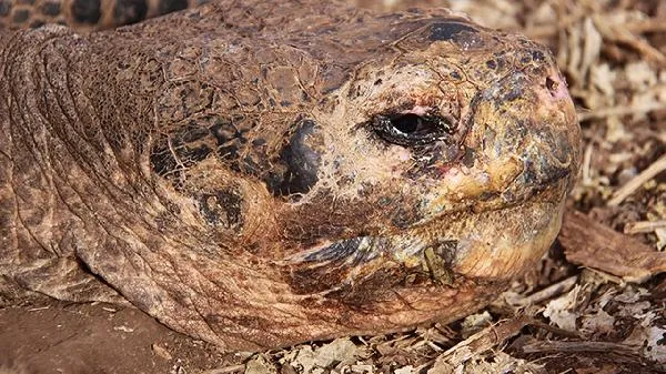 虾是属于什么动物插图1