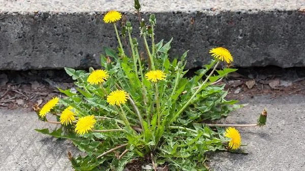 鹧鸪茶的功能和作用插图