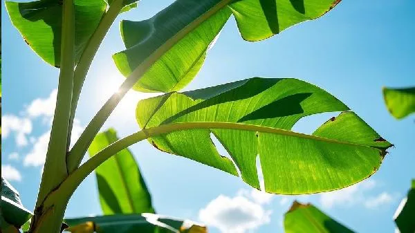 芭蕉是凉性还是热性插图