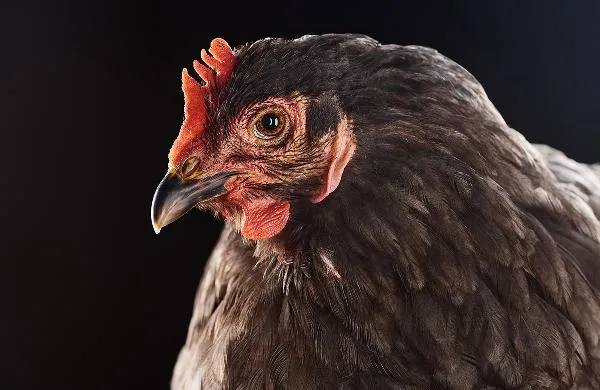 花胶虫草花炖鸡做法　两大功效增强身体健康插图1