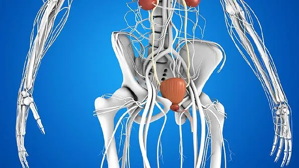 猪肾怎么炒着好吃插图