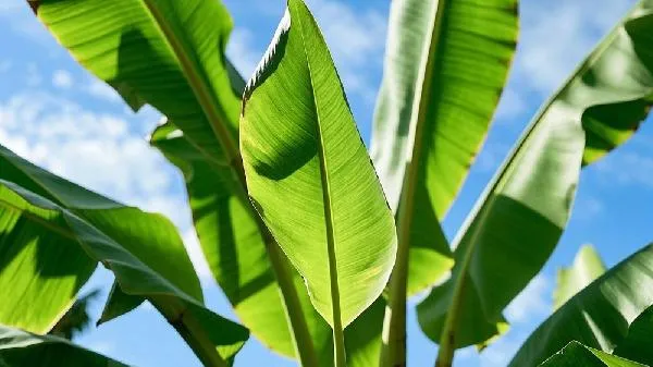 芭蕉是凉性还是热性插图2