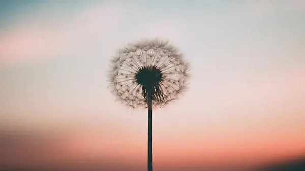 蒲公英泡水喝的禁忌 蒲公英不能和什么食物一起吃插图1