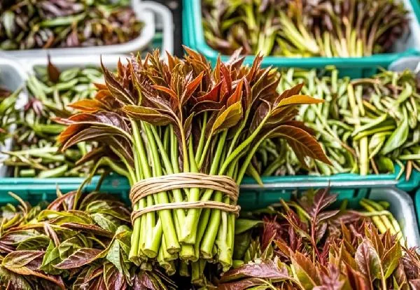 香椿芽怎么保存比较好插图1