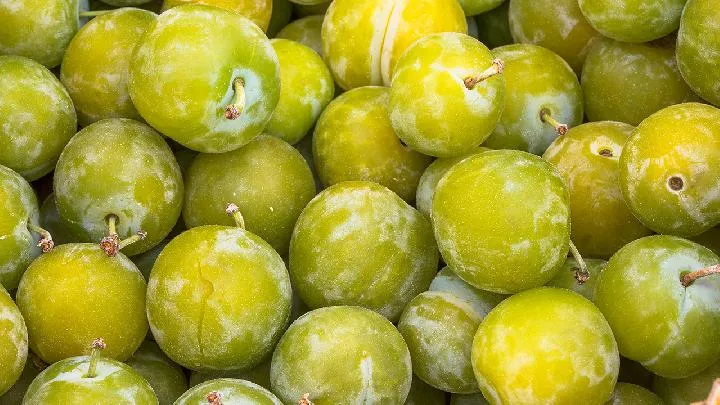 青梅果的功效与作用插图1