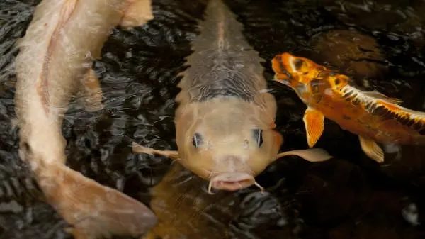 鱼肉营养多4类人却不能吃插图