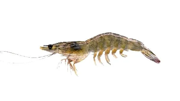 沙虾是海虾还是河虾插图1