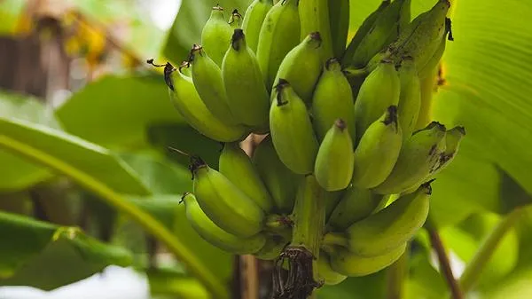 香蕉遇热水变黑还能吃吗插图1