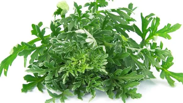 茼蒿菜怎么蒸好吃要蒸几分钟插图2