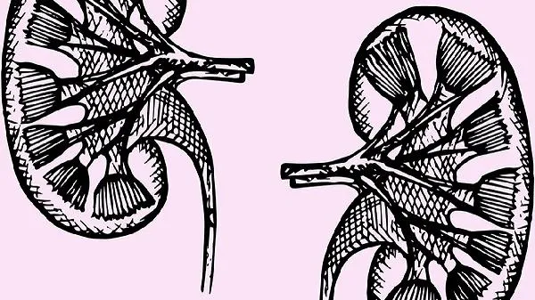 鹿鞭怎么用补肾效果好呢插图1