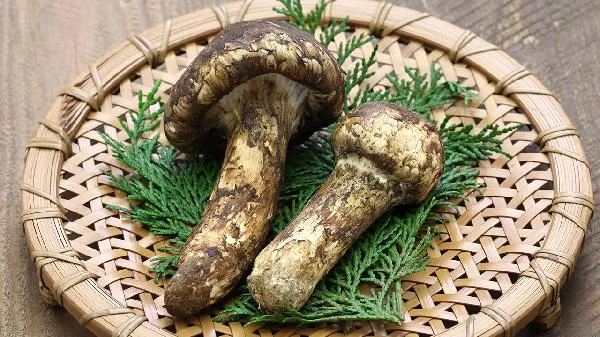 鲜松茸怎么处理清洗插图2