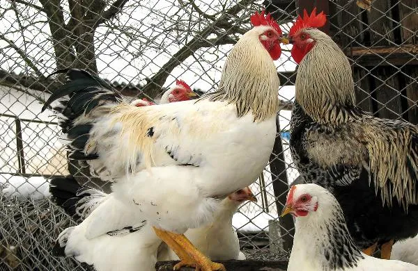 花胶虫草花炖鸡做法　两大功效增强身体健康插图