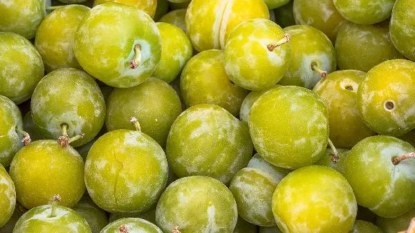 酸梅和青梅的区别插图1