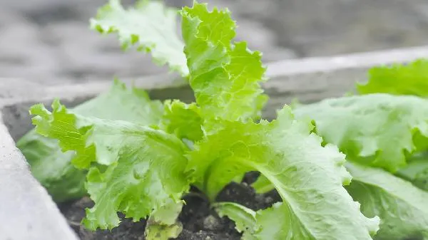 莴苣草酸含量高吗插图1