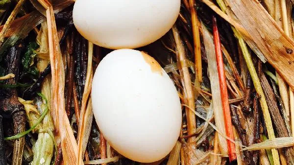 鹅蛋清有什么营养价值 只吃鹅蛋清有营养吗插图1