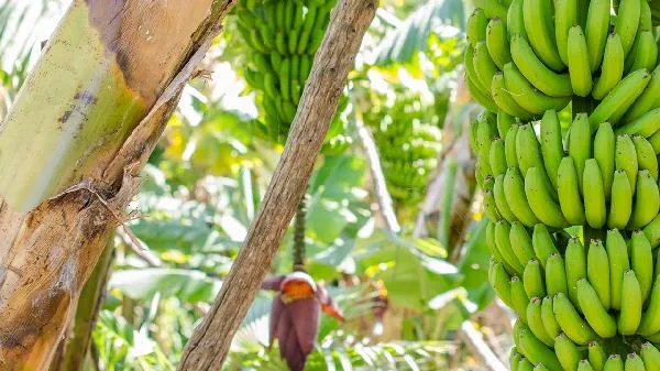 垂丝海棠可以吃吗插图1