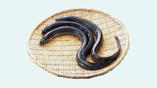 鳝鱼吃多了会怎么样插图