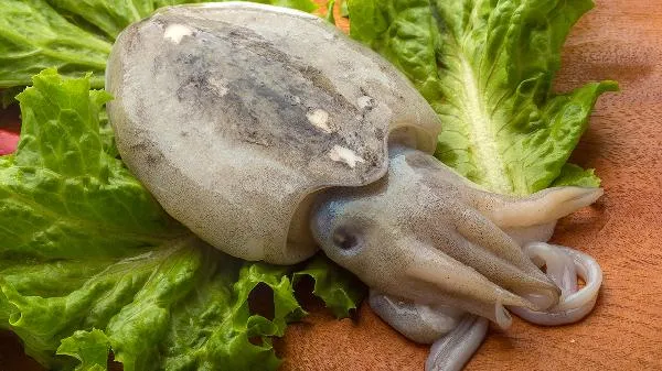 墨鱼皮为什么不能吃插图