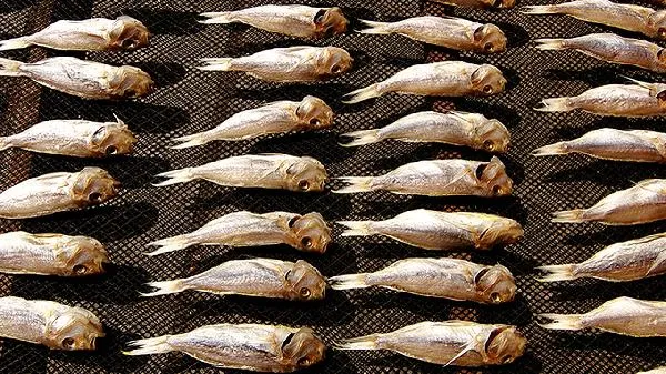 黄花鱼胶和鳕鱼胶哪个好插图1